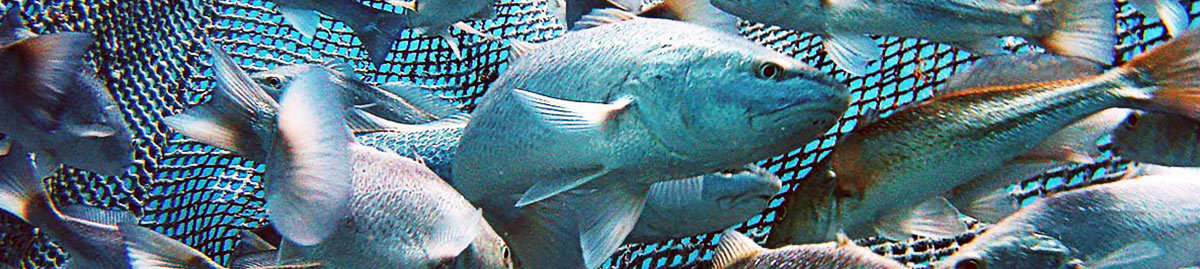 Vente en ligne de Loup Caraibe