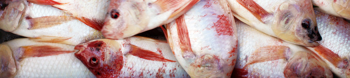 Vente directe de Rouget Creole